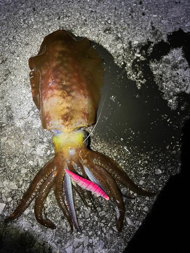 アオリイカの釣果