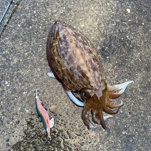 コウイカの釣果
