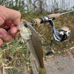 ラージマウスバス