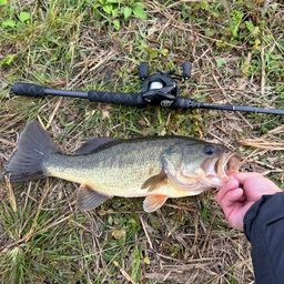 ラージマウスバス