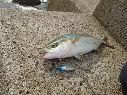 ツバスの釣果