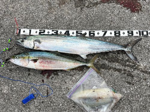 サワラの釣果