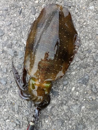 アオリイカの釣果