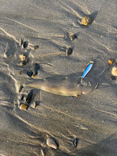 シタビラメの釣果