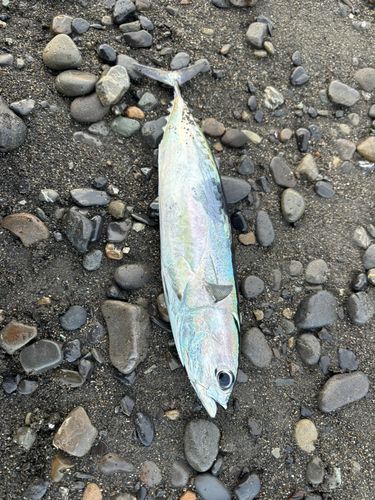 ソウダガツオの釣果