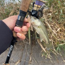 ラージマウスバス