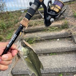 ラージマウスバス