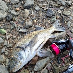 ミナミクロダイ