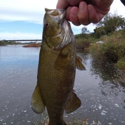 スモールマウスバス