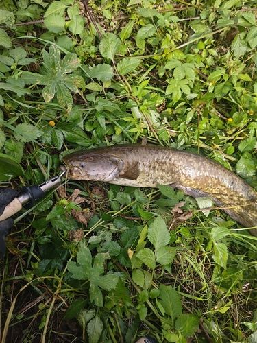 ナマズの釣果