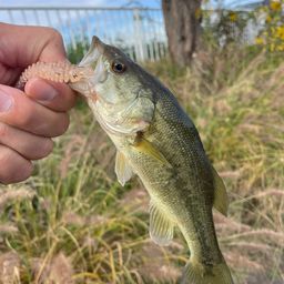 ラージマウスバス