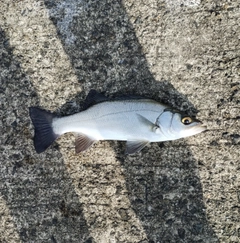 ヒラスズキの釣果