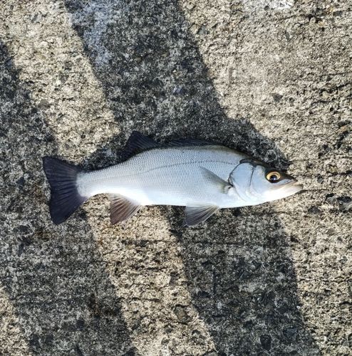 ヒラスズキの釣果