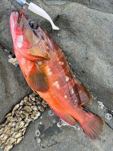 アカハタの釣果