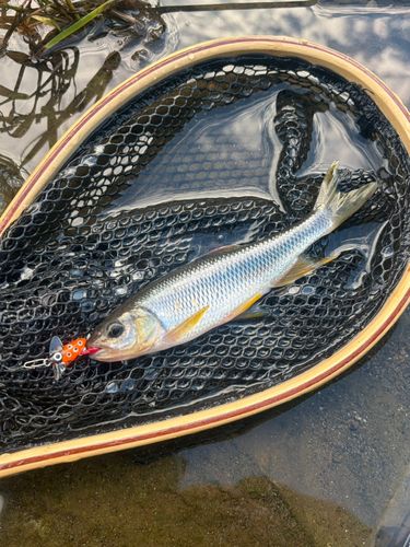 カワムツの釣果