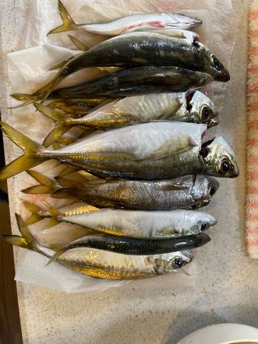 マアジの釣果