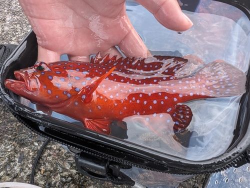 アカマツカサの釣果