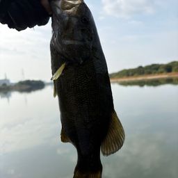 スモールマウスバス