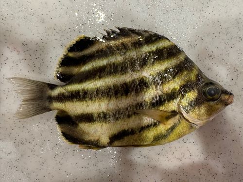 カゴカキダイの釣果