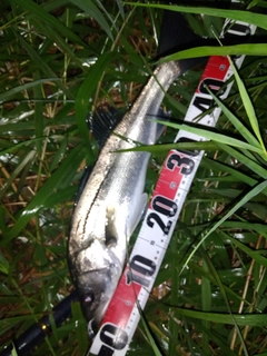 マダカ（マルスズキ）の釣果