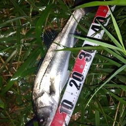 マダカ（マルスズキ）