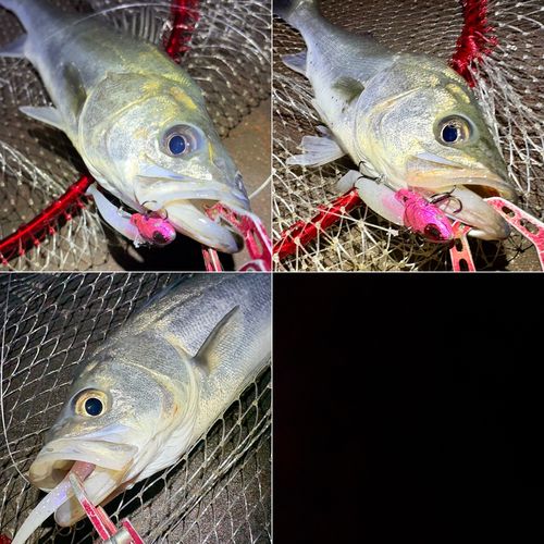 フッコ（マルスズキ）の釣果