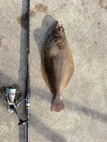 ヒラメの釣果