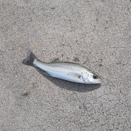 セイゴ（マルスズキ）