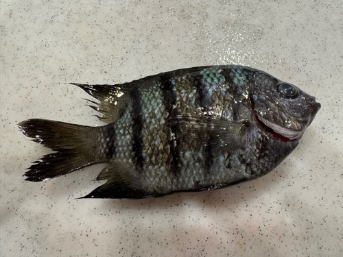 オヤビッチャの釣果