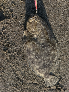 ガンゾウビラメの釣果