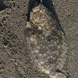 ガンゾウビラメ