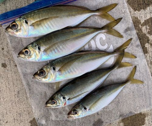 アジの釣果
