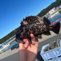 オウゴンムラソイ