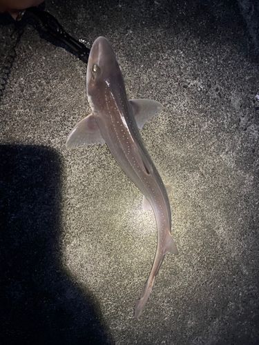 ホシザメの釣果