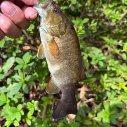 スモールマウスバス