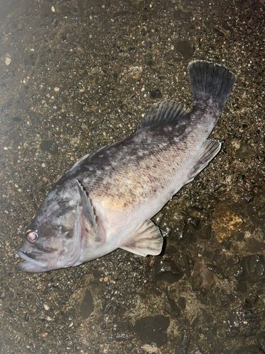 クロソイの釣果