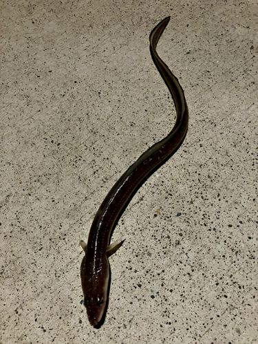 マアナゴの釣果