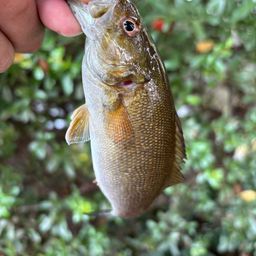 スモールマウスバス