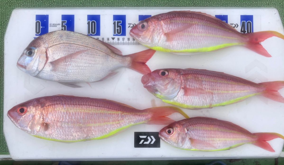 アングラーナーヒャンさんの釣果 3枚目の画像