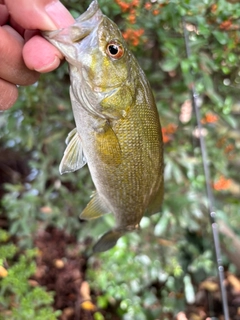 スモールマウスバスの釣果