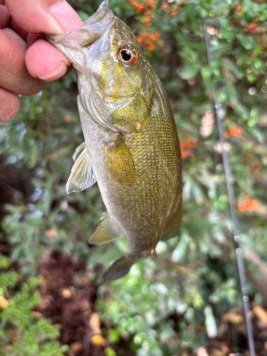 スモールマウスバスの釣果