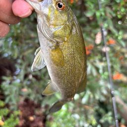 スモールマウスバス