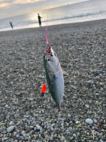 カツオの釣果