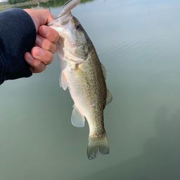 ラージマウスバス