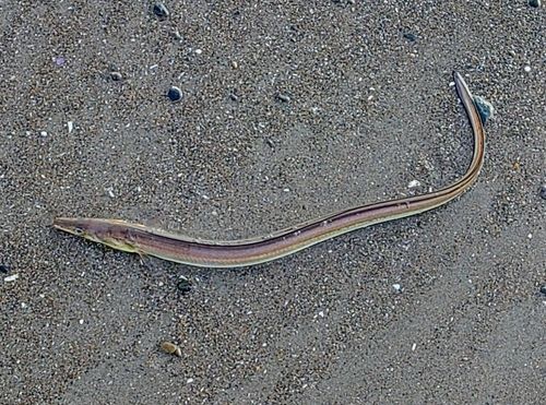 ダイナンウミヘビの釣果