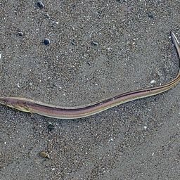 ダイナンウミヘビ