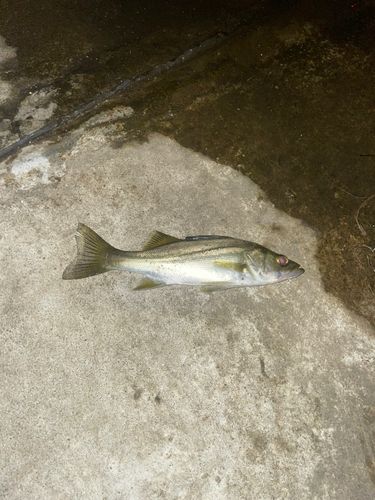 セイゴ（マルスズキ）の釣果