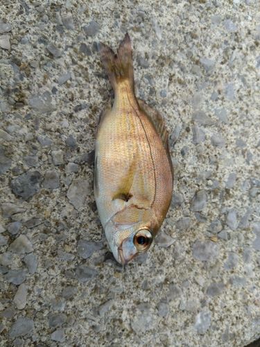 宇品波止場公園