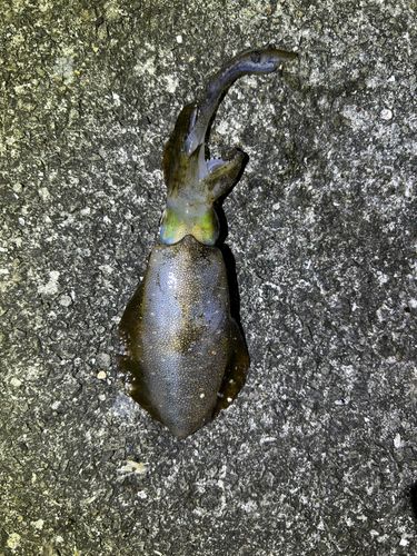 イカの釣果