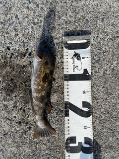 アイナメの釣果